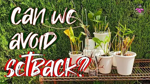 What does it take to AVOID Orchid Set Back? 📲 Can Set Back be AVOIDED? #ninjaorchids #ninjaclips