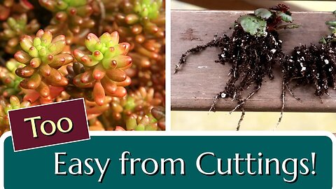 Grow Sedum from Cuttings: Hardy Succulent Perennial Propagation