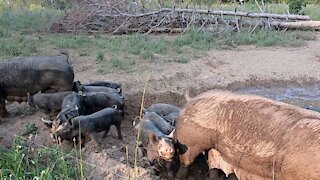 Berkshire Piglets July '21