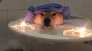 Dog takes a super relaxing bubble bath