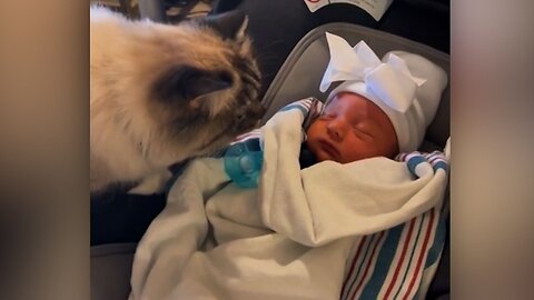 Cat Has Hilarious Reaction After Meeting Family's Newborn Baby