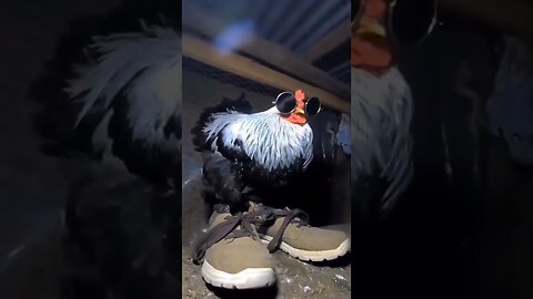These cocks are so fly got drip.