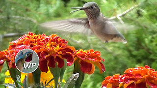 Hummingbirds - Colorado Mountain Home Backyard