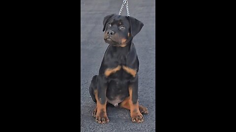 DU_ROTTIES