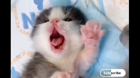 best kitten of 2024😻 trending video