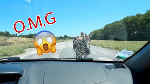 Shock Rear View Mirror Car Zebra