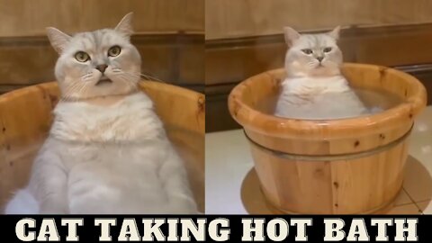 Cat is taking hot bath look at his reaction 😅
