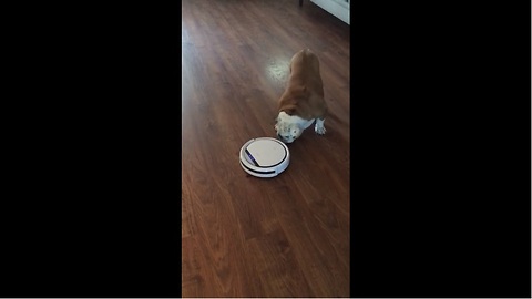 Bulldog not a fan of new vacuum cleaner