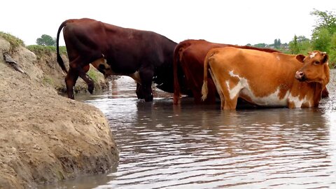 Лошади в воде. Водопой лошадей и коров