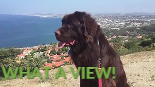 Newfoundlands Are Big Dogs With BIGGER Hearts!