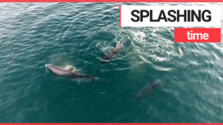 Drone footage shows pod of dolphins DANCING off the British Coast