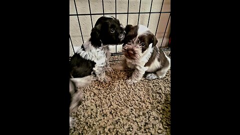 Miniature Schnauzer Puppies Epsilon and Omega babies