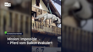 Mission: Impossible – Pferd vom Balkon im russischen Flutgebiet Orenburg evakuiert