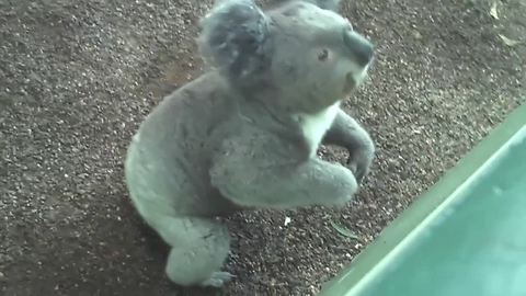 Cute Koala Gives Woman A Hug