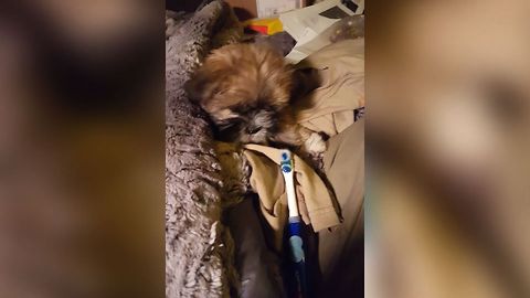 Puppy vs Electric Toothbrush
