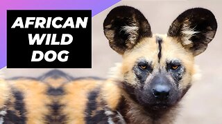 African Wild Dog 🐶 The Most Successful Hunter!