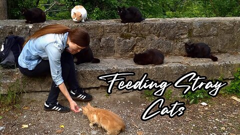 Feeding Stray Cats - Feral Felines Fed by Loving Hands