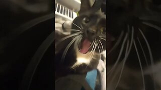 Disturbing the kitty #shortsfeed #shorts #shortsvideo #youtubeshorts #catvideos #cat