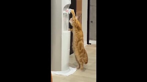 Intelligent cat viral video!