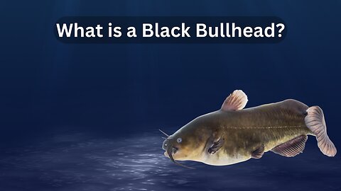 What is a Black Bullhead?