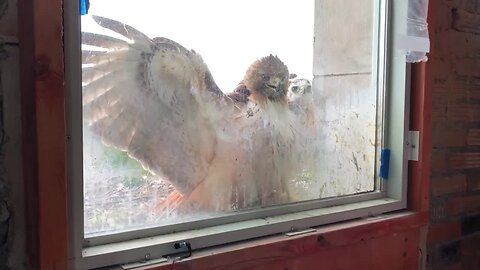 These baby hawks are nesting at Michigan Central Station