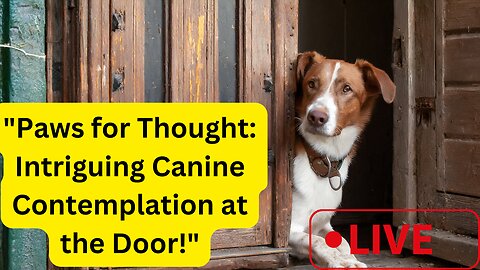 "Paws for Thought: Intriguing Canine Contemplation at the Door!"