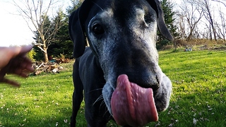 Elderly Great Dane nibbles corn like a pro