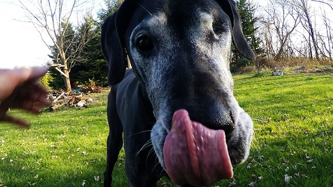 Elderly Great Dane nibbles corn like a pro