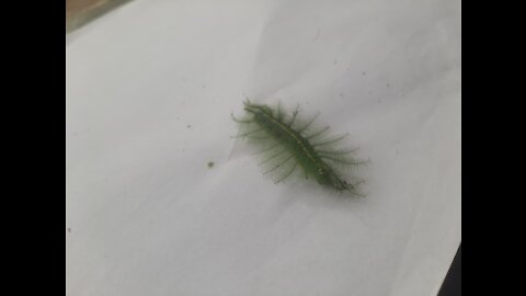Slug caterpillar.