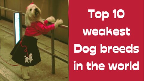 TOP 10 Weakest Dog Breeds In The World