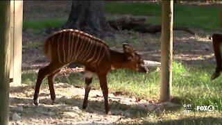 Zoo welcomes new Eastern Bongo Antelope