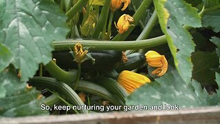 Grow your food in your own backyard