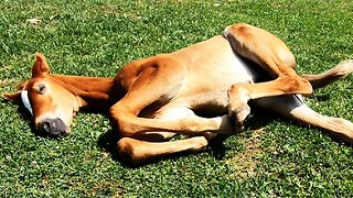 Cute Foal Dreams Of Running As He Snoozes In The Sunshine