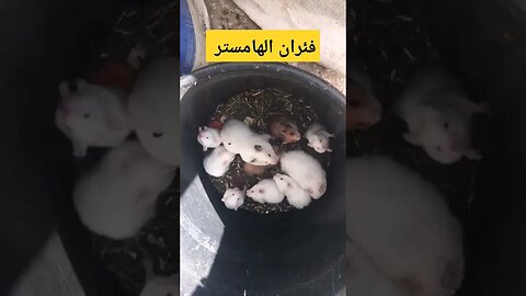 فئران الهامستر