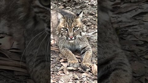 Lakota Bobcat WINK WINK 2022 05 25