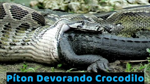 Píton Devorando Crocodilo