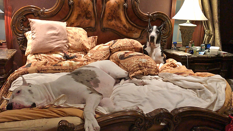 Two Great Danes Ignore Request To Get Out Of Bed