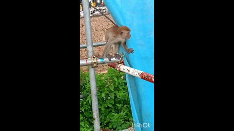 Monkey in construction side