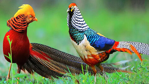 Cute Golden Pheasants and Wading Birds