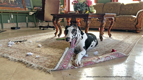 Guilty puppy gets caught chewing carpet fringe