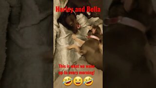 Doggoz Playing! Harley-Quinn and Bella! What we wake up to every morning 🤣 😂 #subscribetomychannel