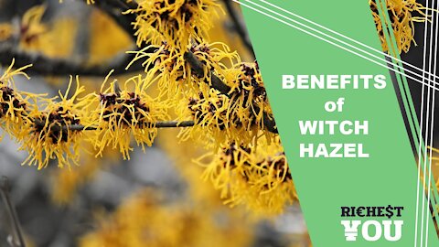 The Surprising Benefits of Witch Hazel | Richest You Health