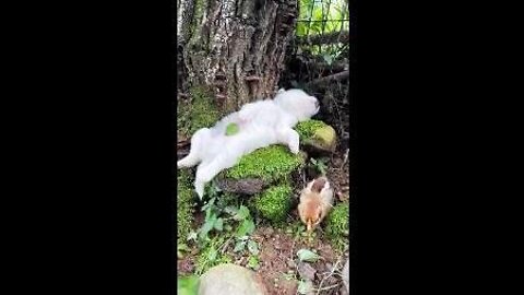 Puppy Sleeps Sweetly in Nature
