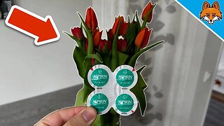 Throw ASPIRIN in your FLOWERS and WATCH WHAT HAPPENS💥(Genius)🤯