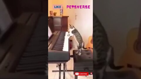 Do you reecognize this song🤔.......#shorts #cat #funnycat #funny