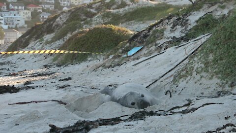 SOUTH AFRICA - Cape Town - Buffel the Southern Elephant seal on Fish Hoek Beach (P6L)