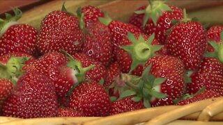 Northeast Ohio farmers say despite the rain, strawberries are ripe and ready for picking