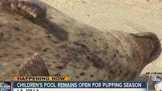 Beach Will Stay Open During Seal Pupping Season