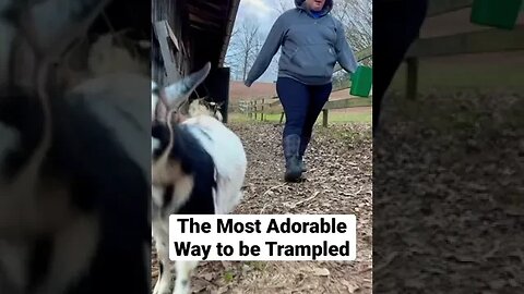 The Most Adorable Way to be Trampled #shorts