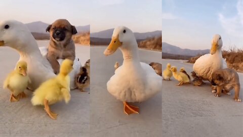 The baby dog ​​is sitting on the duck as fun ।